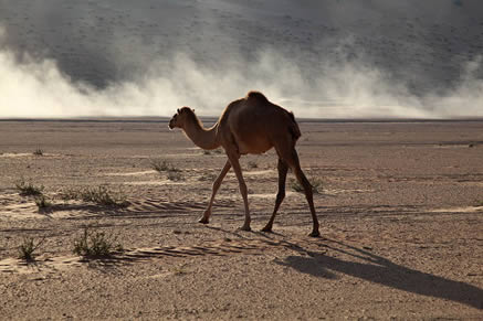 Stefan Adam Film-Dokumentation - Wüste Kamel